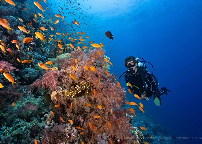 Camel Dive Club & Boutique 4*
